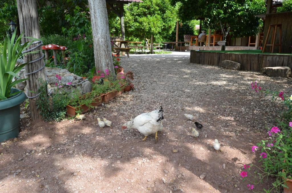 Olympos Yakamoz Pansiyon 외부 사진